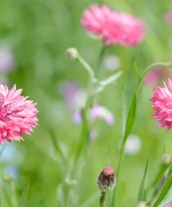 750 Pink Bachelor's Button Cornflower Seeds - Centaurea Cyanus Flower Seeds - Image 5