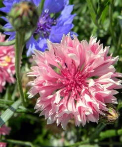 750 Pink Bachelor's Button Cornflower Seeds - Centaurea Cyanus Flower Seeds - Image 6