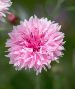 750 Pink Bachelor's Button Cornflower Seeds - Centaurea Cyanus Flower Seeds - Image 7