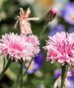 750 Pink Bachelor's Button Cornflower Seeds - Centaurea Cyanus Flower Seeds - Image 8