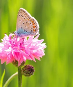 750 Pink Bachelor's Button Cornflower Seeds - Centaurea Cyanus Flower Seeds - Image 9