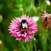 750 Pink Bachelor's Button Cornflower Seeds - Centaurea Cyanus Flower Seeds - Image 1