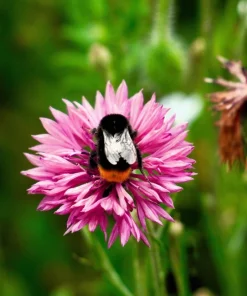 750 Pink Bachelor's Button Cornflower Seeds - Centaurea Cyanus Flower Seeds - Image 1