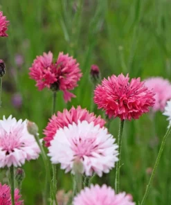 750 Red Bachelor's Button / Cornflower Flower Seeds - Centaurea Cyanus - Image 10