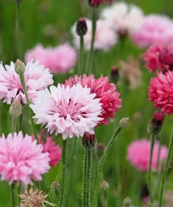 750 Red Bachelor's Button / Cornflower Flower Seeds - Centaurea Cyanus - Image 11