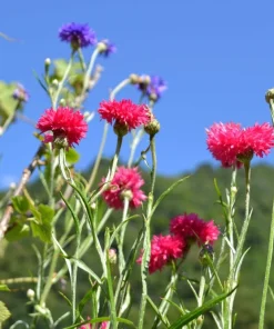 750 Red Bachelor's Button / Cornflower Flower Seeds - Centaurea Cyanus - Image 2