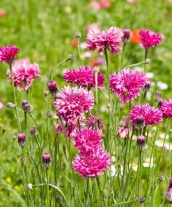 750 Red Bachelor's Button / Cornflower Flower Seeds - Centaurea Cyanus - Image 3