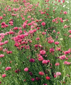 750 Red Bachelor's Button / Cornflower Flower Seeds - Centaurea Cyanus - Image 4