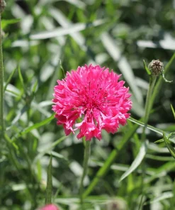 750 Red Bachelor's Button / Cornflower Flower Seeds - Centaurea Cyanus - Image 5