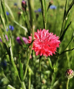 750 Red Bachelor's Button / Cornflower Flower Seeds - Centaurea Cyanus - Image 6