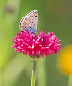 750 Red Bachelor's Button / Cornflower Flower Seeds - Centaurea Cyanus - Image 7