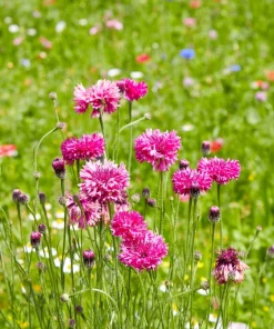 750 Red Bachelor's Button / Cornflower Flower Seeds - Centaurea Cyanus - Image 8