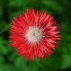 750 Red Bachelor's Button / Cornflower Flower Seeds - Centaurea Cyanus - Image 1