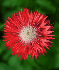750 Red Bachelor's Button / Cornflower Flower Seeds - Centaurea Cyanus - Image 1