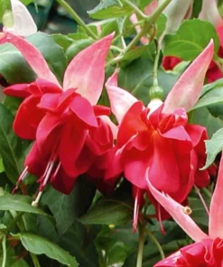 7th Heaven Fuchsia Live Plant – 6 inch Pot – Shade-Loving Ornamental Flower for Baskets - Image 2