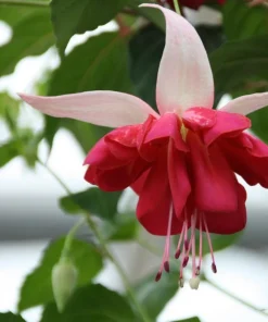 7th Heaven Fuchsia Live Plant – 6 inch Pot – Shade-Loving Ornamental Flower for Baskets - Image 3