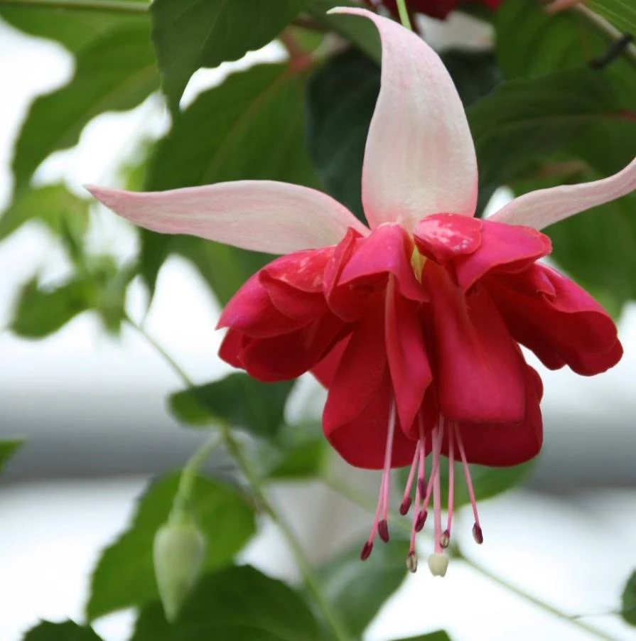 7th Heaven Fuchsia Live Plant – 6 inch Pot – Shade-Loving Ornamental Flower for Baskets - Image 3