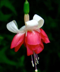 7th Heaven Fuchsia Live Plant – 6 inch Pot – Shade-Loving Ornamental Flower for Baskets - Image 4