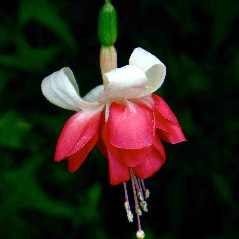 7th Heaven Fuchsia Live Plant – 6 inch Pot – Shade-Loving Ornamental Flower for Baskets - Image 4