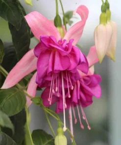 7th Heaven Fuchsia Live Plant – 6 inch Pot – Shade-Loving Ornamental Flower for Baskets - Image 5
