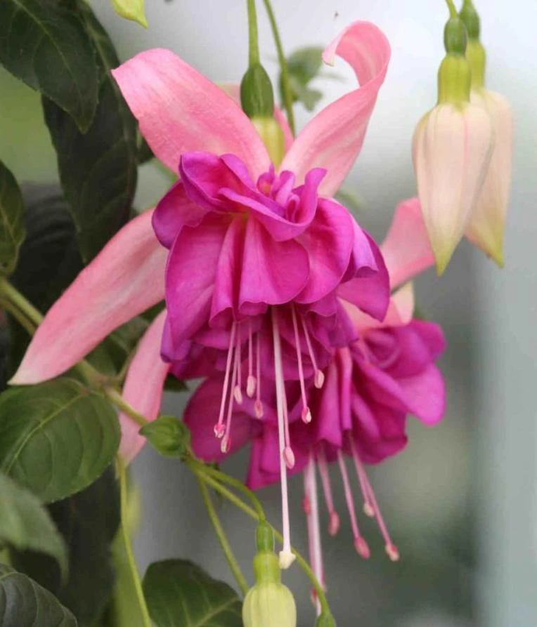 7th Heaven Fuchsia Live Plant – 6 inch Pot – Shade-Loving Ornamental Flower for Baskets - Image 5