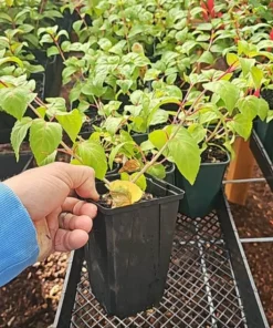 7th Heaven Fuchsia Live Plant – 6 inch Pot – Shade-Loving Ornamental Flower for Baskets - Image 6