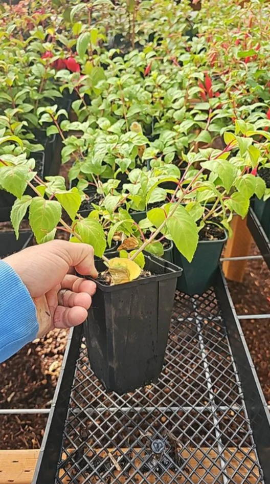 7th Heaven Fuchsia Live Plant – 6 inch Pot – Shade-Loving Ornamental Flower for Baskets - Image 6