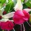 7th Heaven Fuchsia Live Plant – 6 inch Pot – Shade-Loving Ornamental Flower for Baskets - Image 1