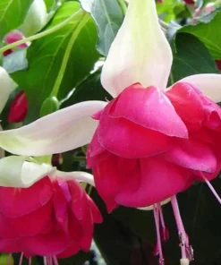 7th Heaven Fuchsia Live Plant – 6 inch Pot – Shade-Loving Ornamental Flower for Baskets - Image 1