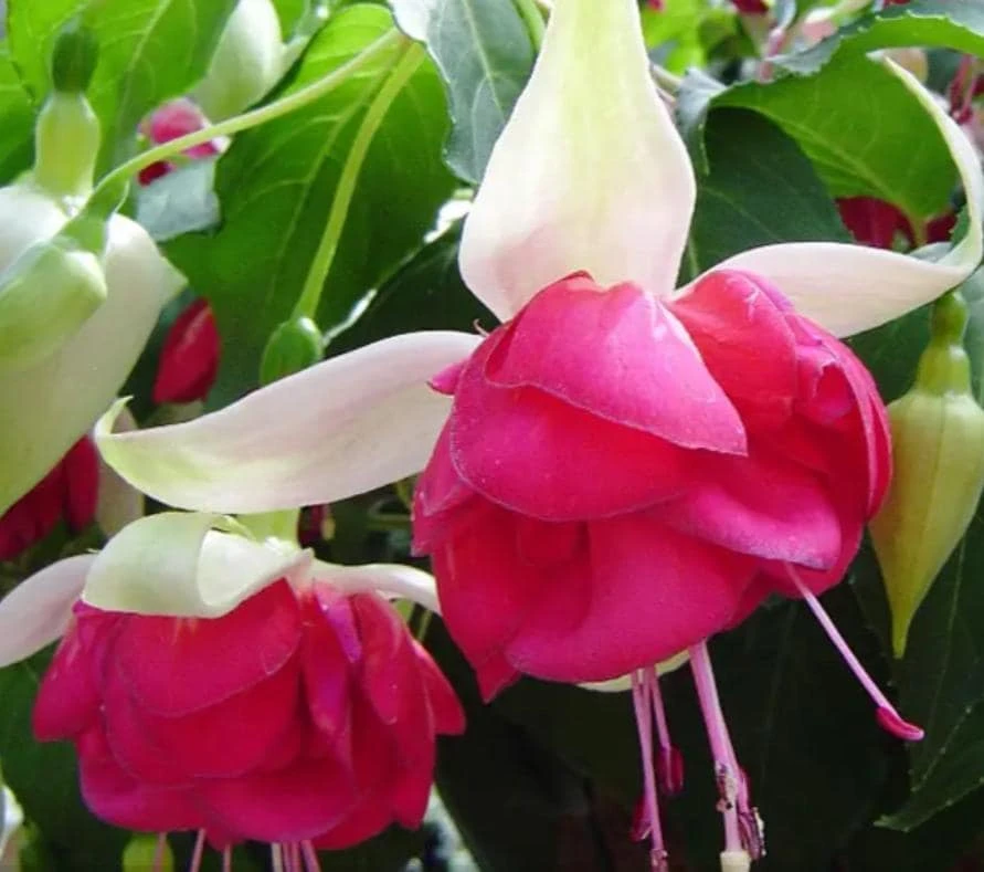7th Heaven Fuchsia Live Plant – 6 inch Pot – Shade-Loving Ornamental Flower for Baskets - Image 1