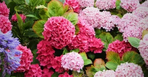 8 Hydrangea Varieties Southerners Love for Sun and Shade