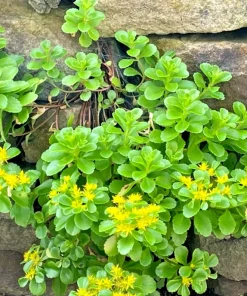 8 Creeping Stonecrop Bare Root Perennial Plant Outdoor Full Sun - Image 2