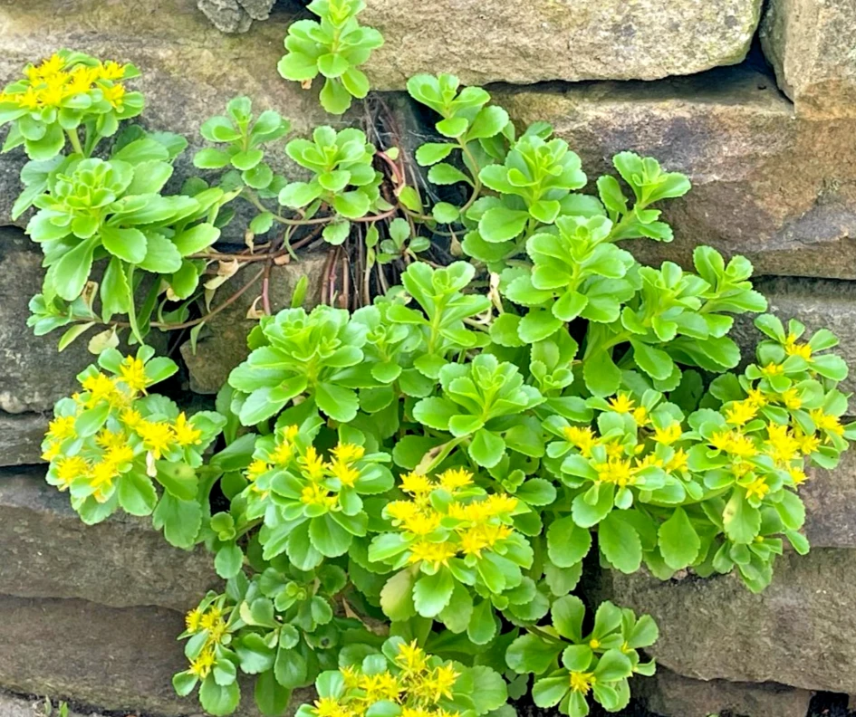 8 Creeping Stonecrop Bare Root Perennial Plant Outdoor Full Sun - Image 2