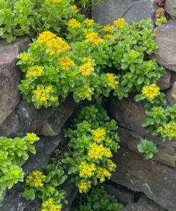 8 Creeping Stonecrop Bare Root Perennial Plant Outdoor Full Sun - Image 3