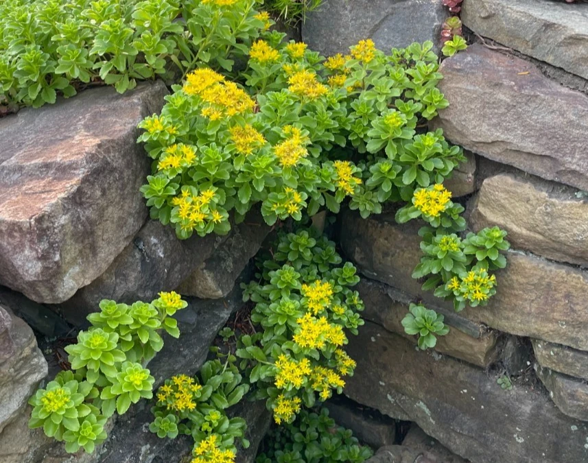 8 Creeping Stonecrop Bare Root Perennial Plant Outdoor Full Sun - Image 3