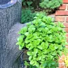 8 Creeping Stonecrop Bare Root Perennial Plant Outdoor Full Sun - Image 1