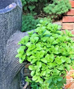 8 Creeping Stonecrop Bare Root Perennial Plant Outdoor Full Sun - Image 1