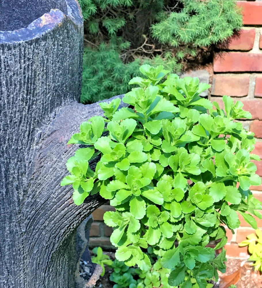 8 Creeping Stonecrop Bare Root Perennial Plant Outdoor Full Sun - Image 1