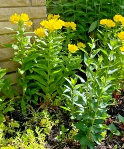 8 Evening Primrose Sun Drop Bare Root - Yellow Perennial Plant - Image 2