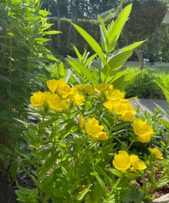 8 Evening Primrose Sun Drop Bare Root - Yellow Perennial Plant - Image 3
