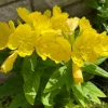 8 Evening Primrose Sun Drop Bare Root - Yellow Perennial Plant - Image 1