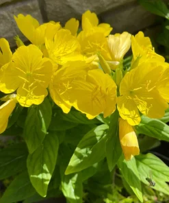 8 Evening Primrose Sun Drop Bare Root - Yellow Perennial Plant - Image 1