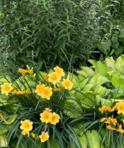 8 Stella D'oro Daylily Bare Roots - Yellow Perennial Flower Outdoor - Image 2
