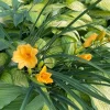 8 Stella D'oro Daylily Bare Roots - Yellow Perennial Flower Outdoor - Image 1