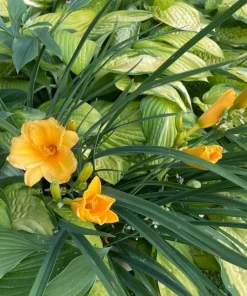 8 Stella D'oro Daylily Bare Roots - Yellow Perennial Flower Outdoor - Image 1