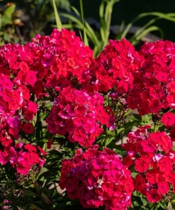 800 Red Drummond Phlox Seeds - Texas Pride Flower Seeds - Phlox Drummondii - Image 10