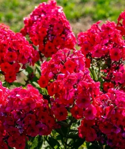 800 Red Drummond Phlox Seeds - Texas Pride Flower Seeds - Phlox Drummondii - Image 11