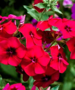 800 Red Drummond Phlox Seeds - Texas Pride Flower Seeds - Phlox Drummondii - Image 12
