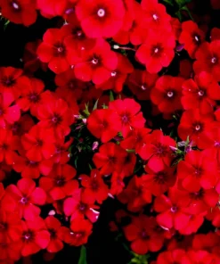 800 Red Drummond Phlox Seeds - Texas Pride Flower Seeds - Phlox Drummondii - Image 2
