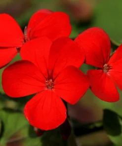 800 Red Drummond Phlox Seeds - Texas Pride Flower Seeds - Phlox Drummondii - Image 4